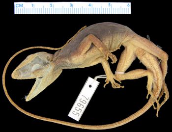 Media type: image; Herpetology R-79655